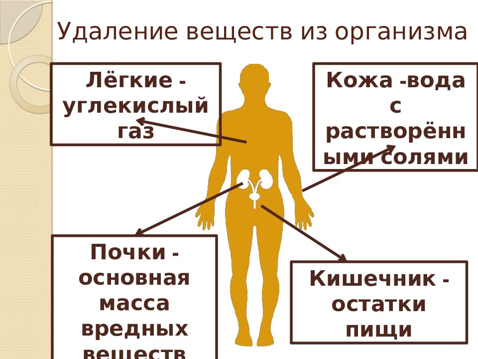 В организме человека выделяют