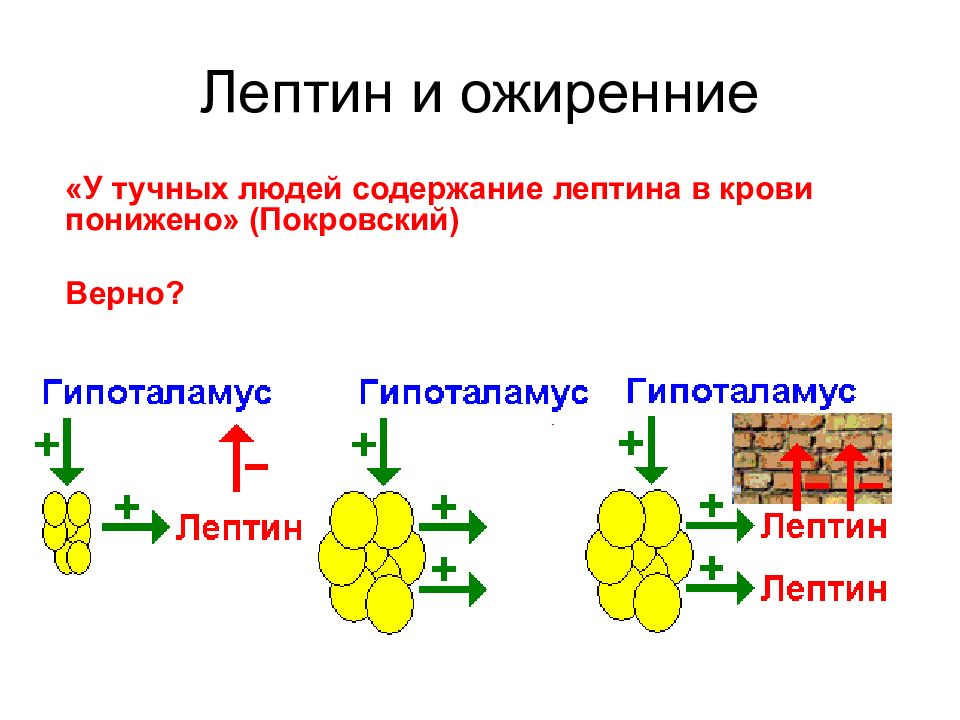 Лептин это