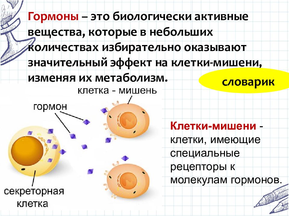 Клетки мишени. Гормоны это биологически активные вещества которые. Клетки мишени гормонов. Клетки мишени это клетки.