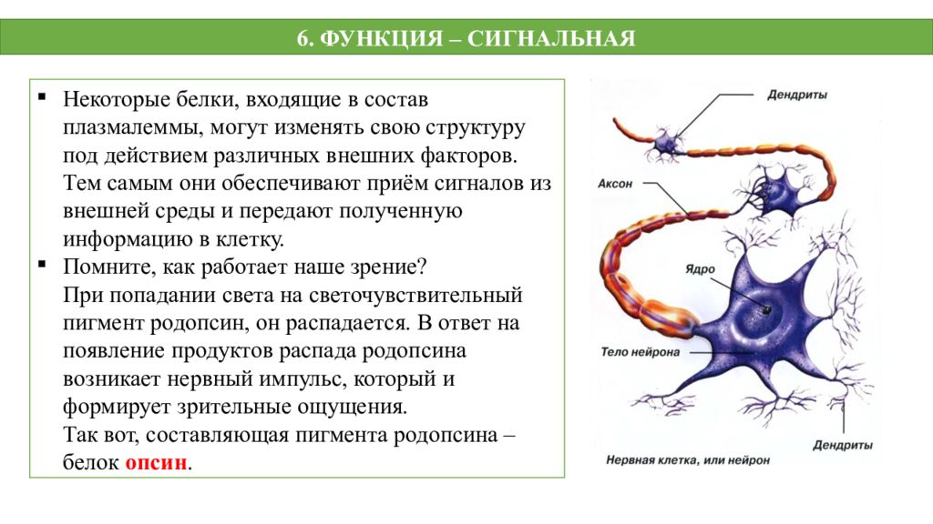 Белок входит в состав клетки. Сигнальная функция белков. Сигнальная функция белка. Сигнальные белки функции. Сигнальная функция присуща белкам:.