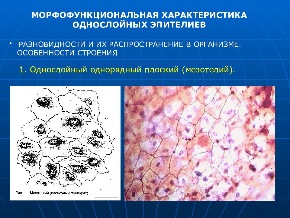 Однослойный мезотелий