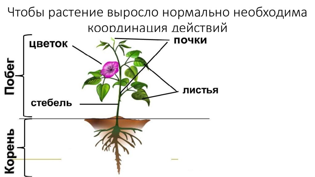 Нормально расти