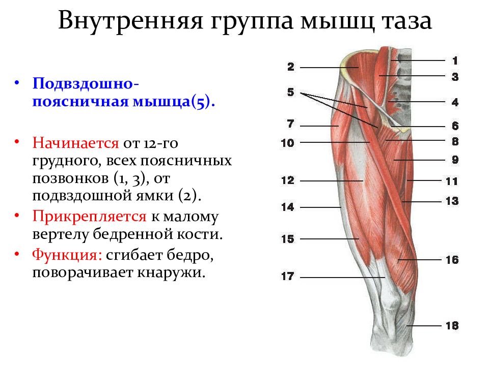 Мышцы вращающие бедро кнаружи