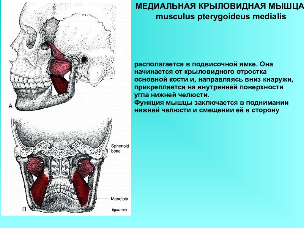 Латеральная крыловидная мышца. Медиальная крыловидная мышца. 3. Медиальная крыловидная мышца. Внутренняя крыловидная мышца челюсти. Подвисочная ямка анатомия.