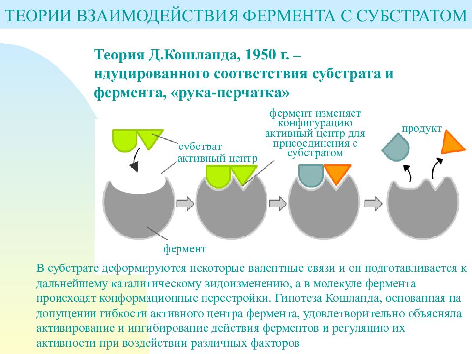 Ферменты строение картинки