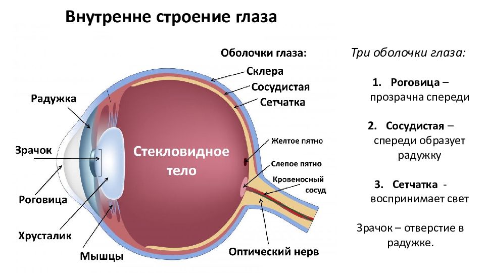 Строение органа зрения рисунок