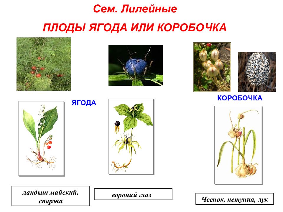 Семейства злаковые и лилейные презентация