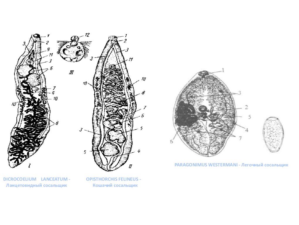 Яйцо печеночного сосальщика. Opisthorchis felineus и Dicrocoelium lanceatum. Ланцетовидный сосальщик (Dicrocoelium lanceatum). Яйца ланцетовидного сосальщика. Строение ланцетного сосальщика.