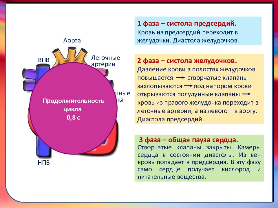 Систола предсердий перемещение крови таблица Сердечнососудистая система.Кровь - презентация