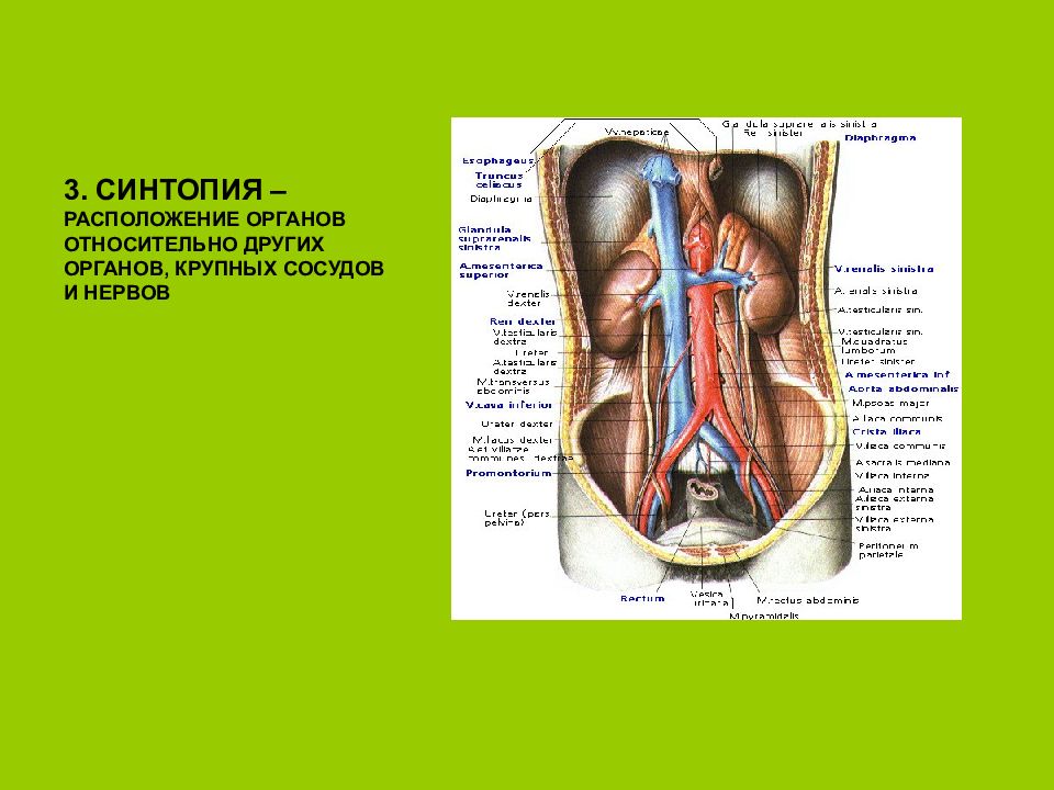 Иные органы. Синтопия почек анатомия. Топография почки анатомия синтопия. Синтопия мочеточника. Топография почки голотопия скелетотопия синтопия.