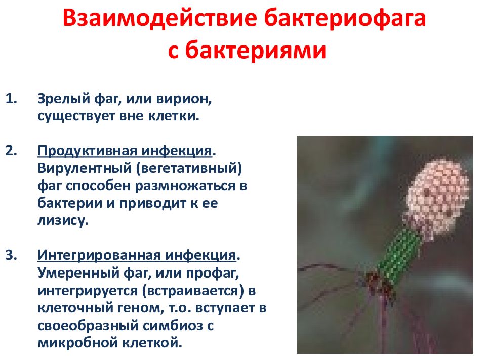 Наследственный аппарат бактериофага. Физиология бактериофагов. Взаимодействие бактериофага с бактерией. Формы существования бактериофага. Бактериофаг спорообразование.