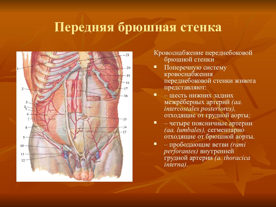 Топография брюшной полости презентация