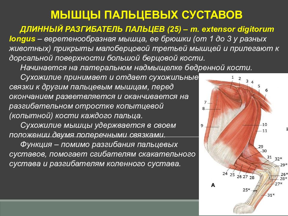 Мышцы и фасции бедра