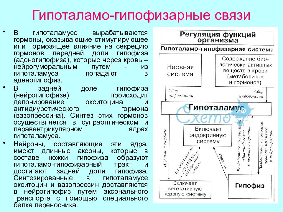 Гормоны гипофиза и гипоталамуса схема