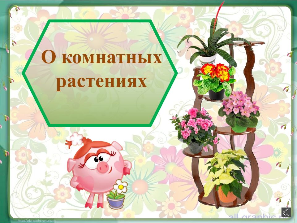 О комнатных растениях
