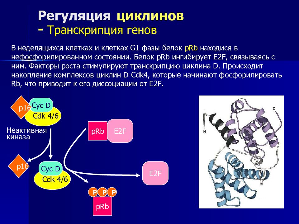 Цикл транскрипции. Циклины и циклинзависимые киназы. Циклины и циклинзависимые киназы в регуляции клеточного цикла. Белки факторы транскрипции. Белковые факторы транскрипции.