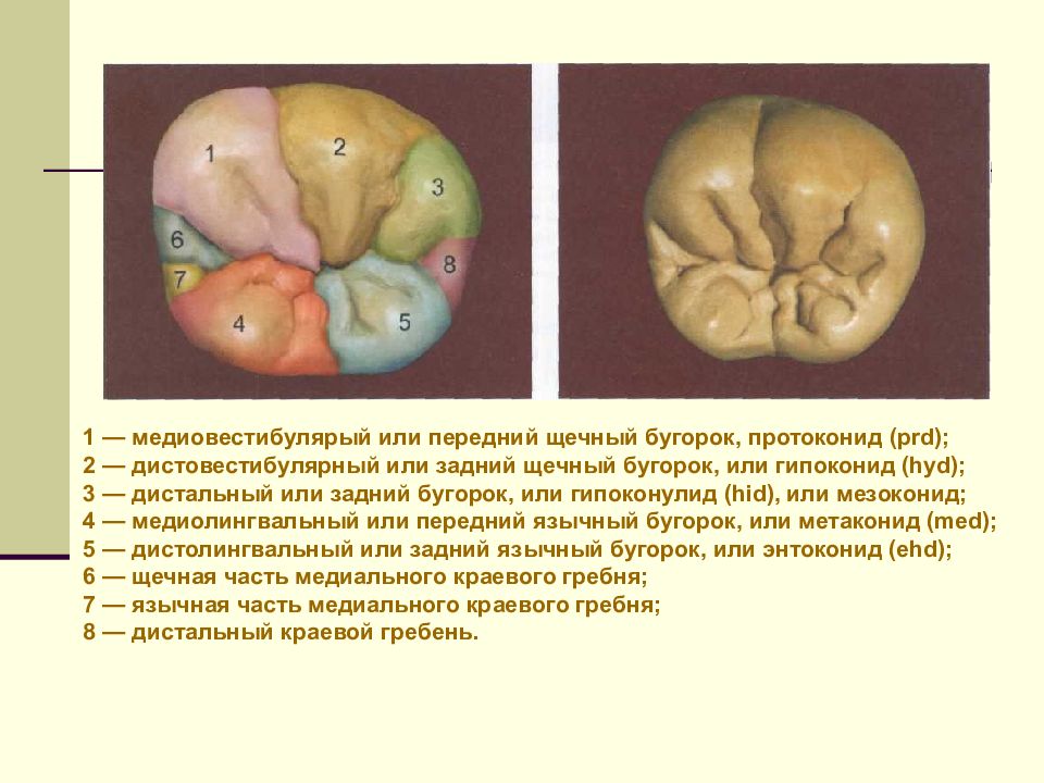 Первый моляр верхней челюсти бугры