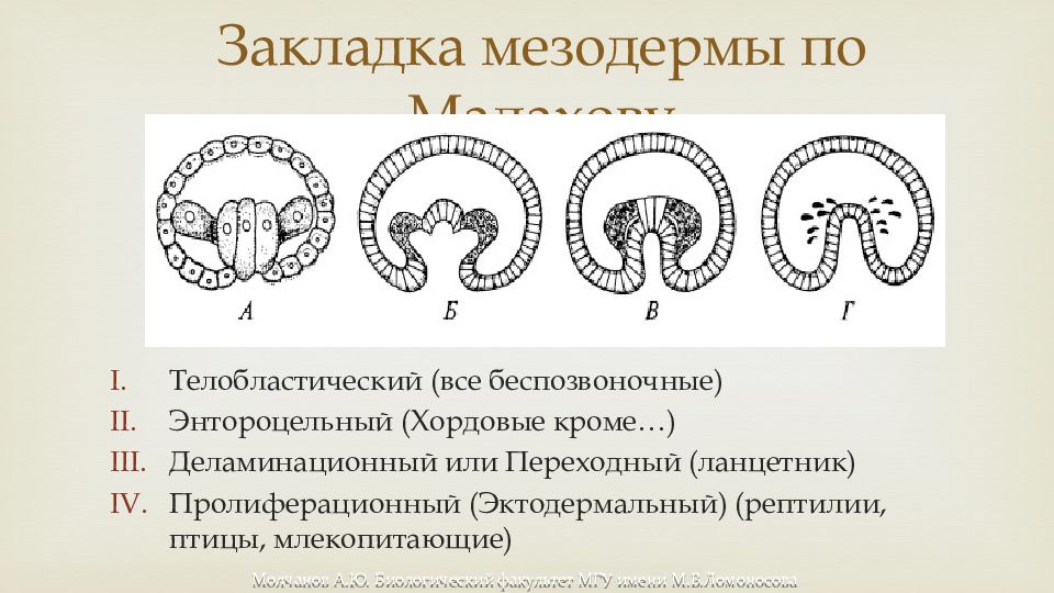 Формирование мезодермы. Гаструляция презентация. Гаструляция мезодерма. Закладка мезодермы телобластический. Типы образования мезодермы.