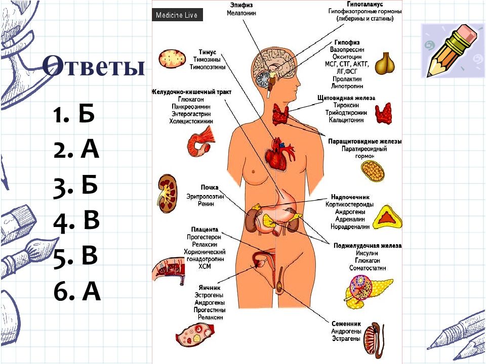 Эндокринная система презентация на английском