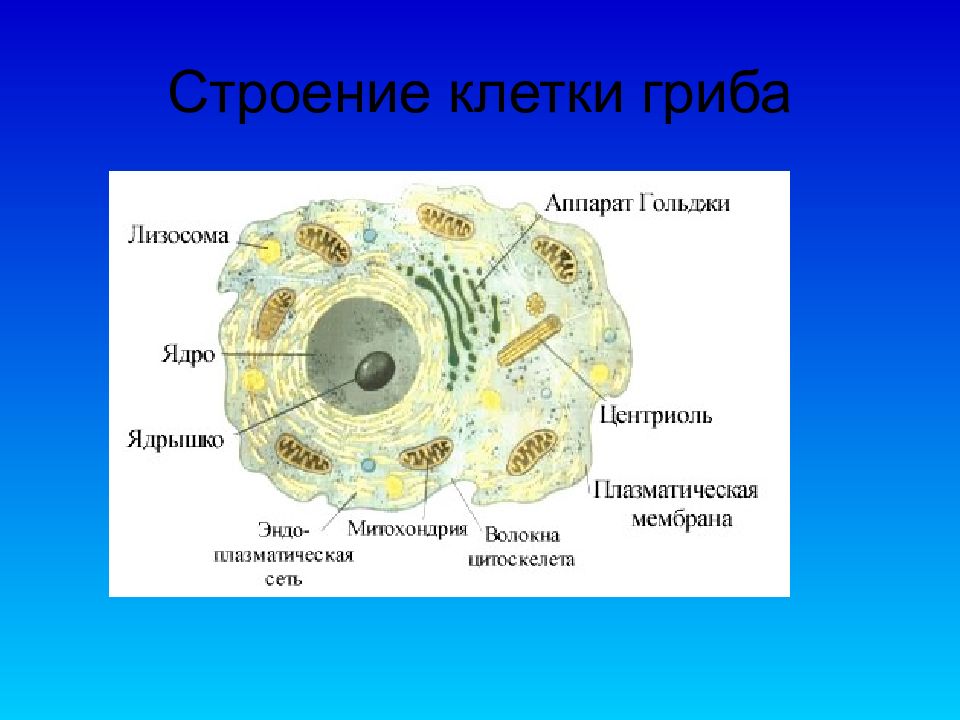 Есть ли ядро у грибов. Органоиды грибной клетки строение. Строение клетки подпишите органоиды грибной клетки.. Грибная клетка строение и функции органоидов. Органеллы грибной клетки.