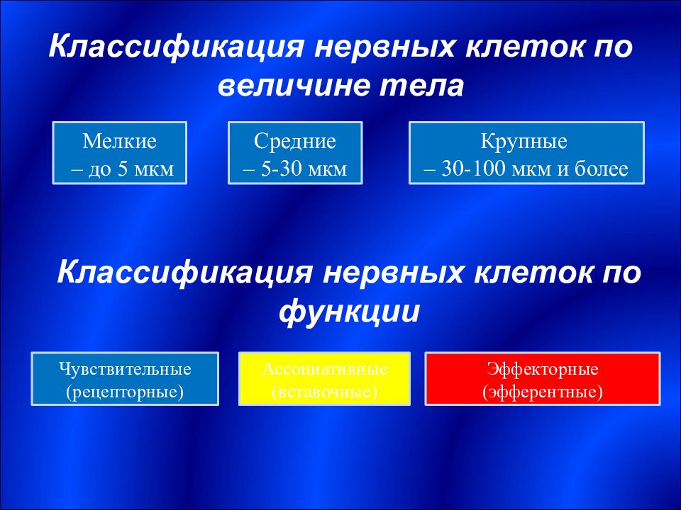 Небылицын классификация нервной системы. Классификация нервных клеток. Морфологическая классификация нервной системы. Введение в изучение нервной системы. Классификация нервов по функциям.