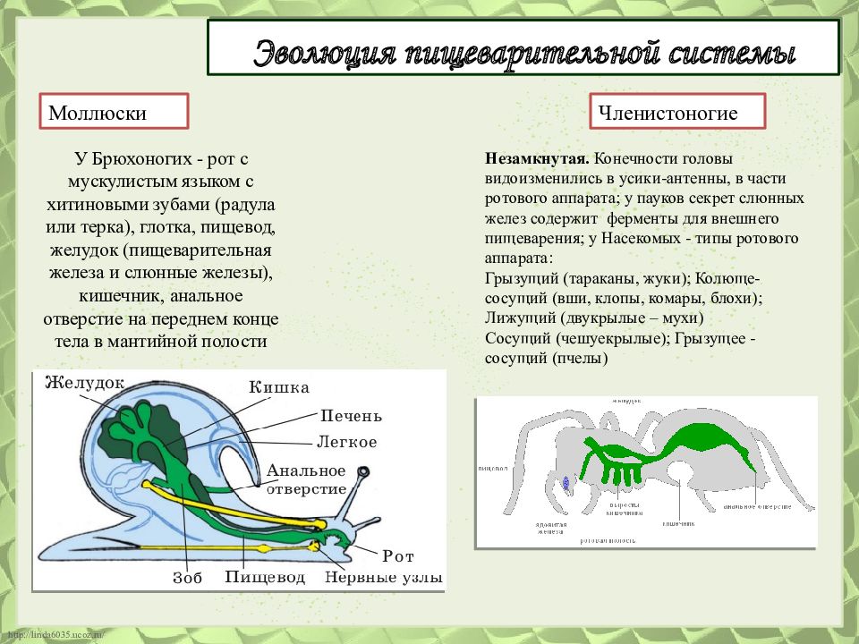 Эволюция систем органов животных презентация