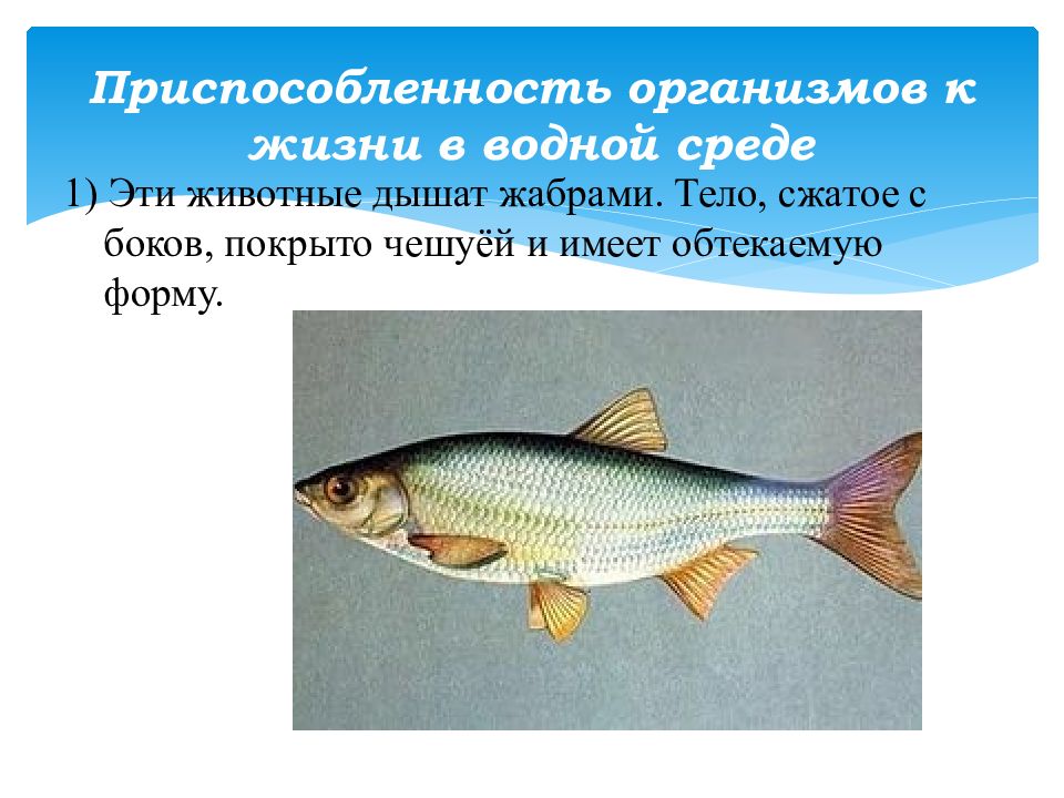 Приспособление живых организмов 6 класс география