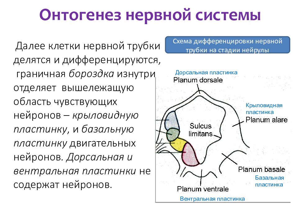 Онтогенез цнс презентация