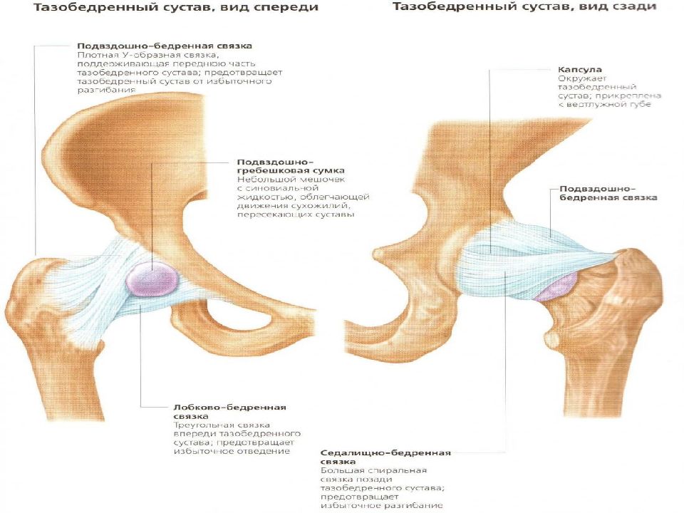 Вертлужная впадина тазобедренного сустава. Строение тазобедренного сустава. Сухожилия тазобедренного сустава анатомия. Тазобедренный сустав анатомия человека строение и функции. Тазобедренный сустав фронтальный распил.