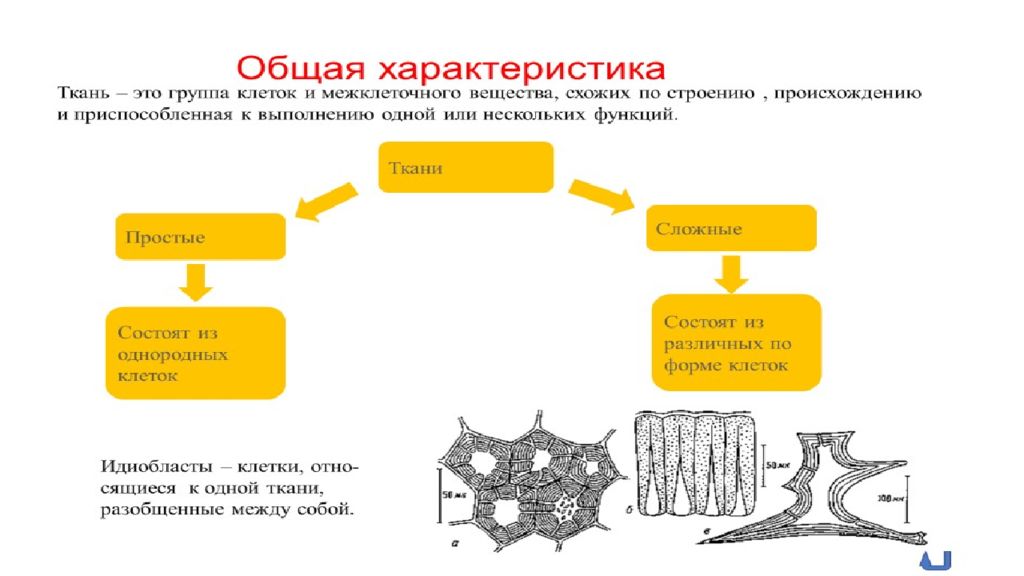 Всасывающие ткани растений. Ткани растений. Ткани растений презентация. Интерактивная презентация ткани растений. Ткани растений ОГЭ.