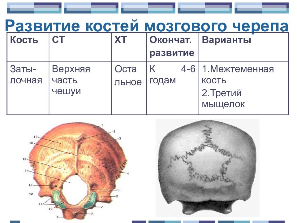 Развитие костей. Развитие костей мозгового черепа. Стадии развития костей черепа. Мозговой череп формирование. Аномалии развития костей мозгового черепа.