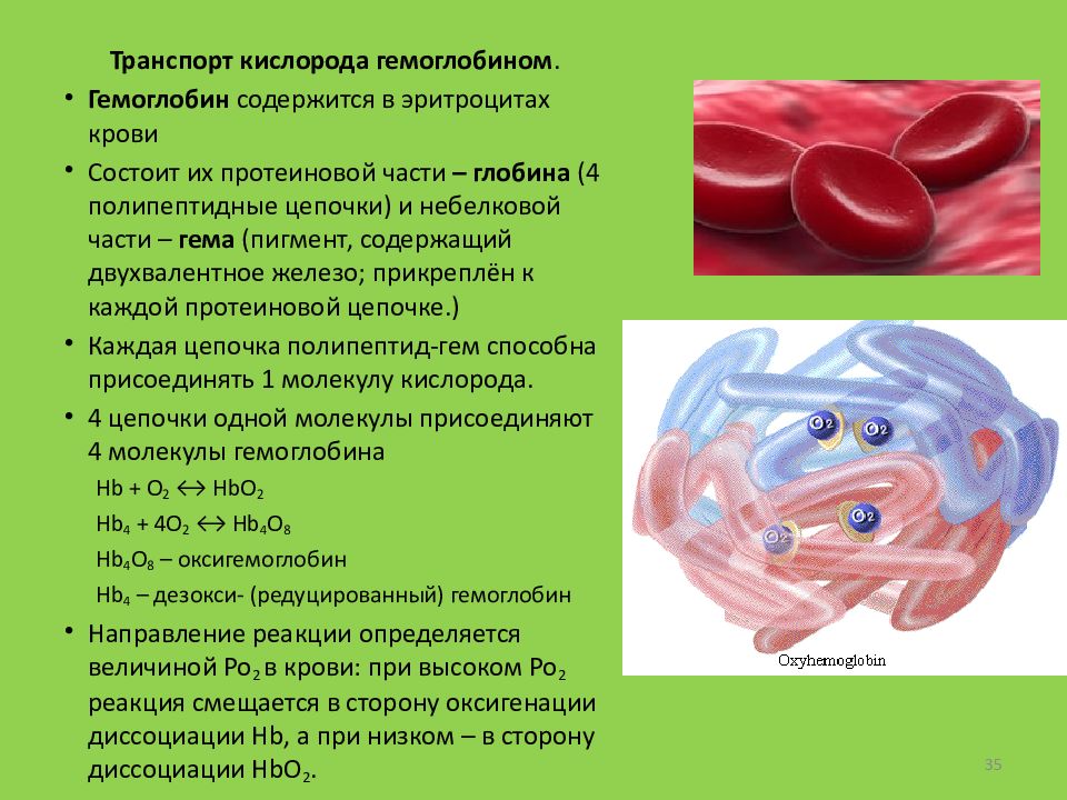 Транспорт кислорода. Гемоглобина в крови содержится:. Гемоглобин и кислород. Транспорт кислорода гемоглобином. Двухвалентное железо в гемоглобине.