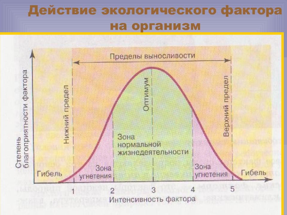 Схема действия факторов среды на живые организмы