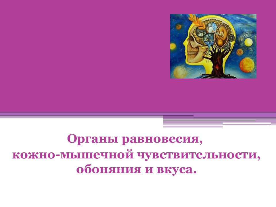 Презентация по биологии 8 класс орган равновесия мышечное и кожное чувство