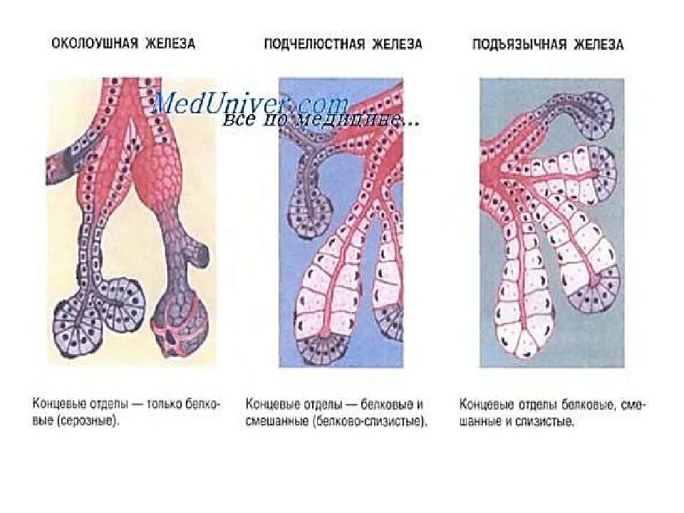 Отделы желез. Концевой отдел околоушной железы. Околоушная слюнная железа схема. Концевые отделы слюнных желёз схема. Концевые отделы слюнных желез.