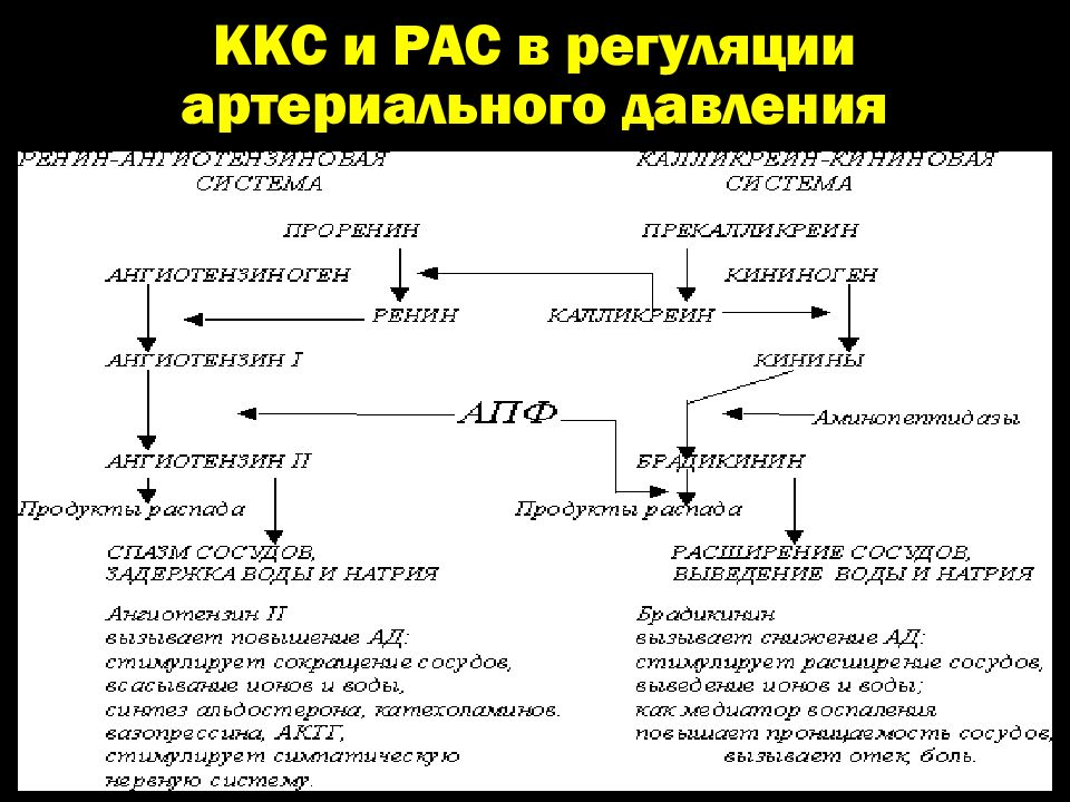 Схема регуляции артериального давления