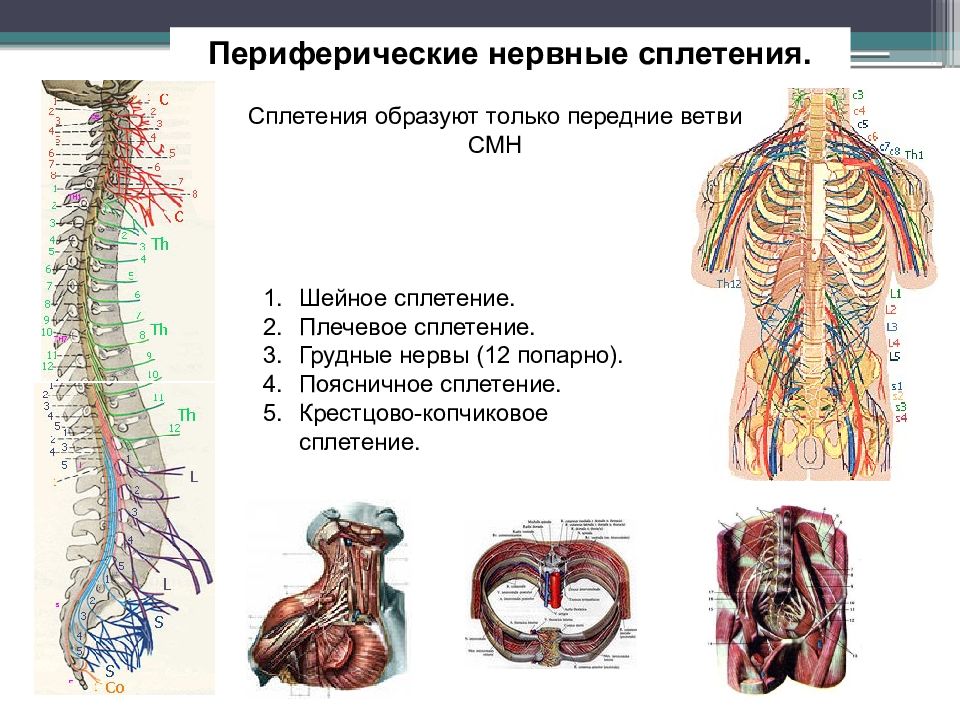 Нервные сплетения человека схема расположения