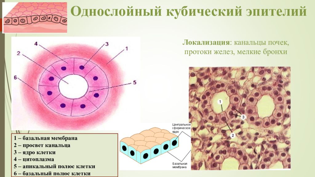 Клетки цилиндрической формы. Однослойный однорядный кубический эпителий канальцев почки. Базальная мембрана в однослойном кубическом эпителии. Однослойный цилиндрический эпителий строение. Однослойный кубический эпителий (канальцы почки).