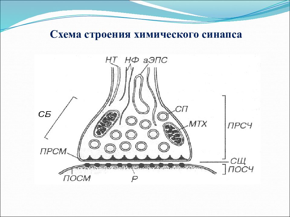 Строение синапса. Строение химического синапса физиология. Схема строения химического синапса физиология. Электрический синапс строение схема. Строение межнейронного синапса.