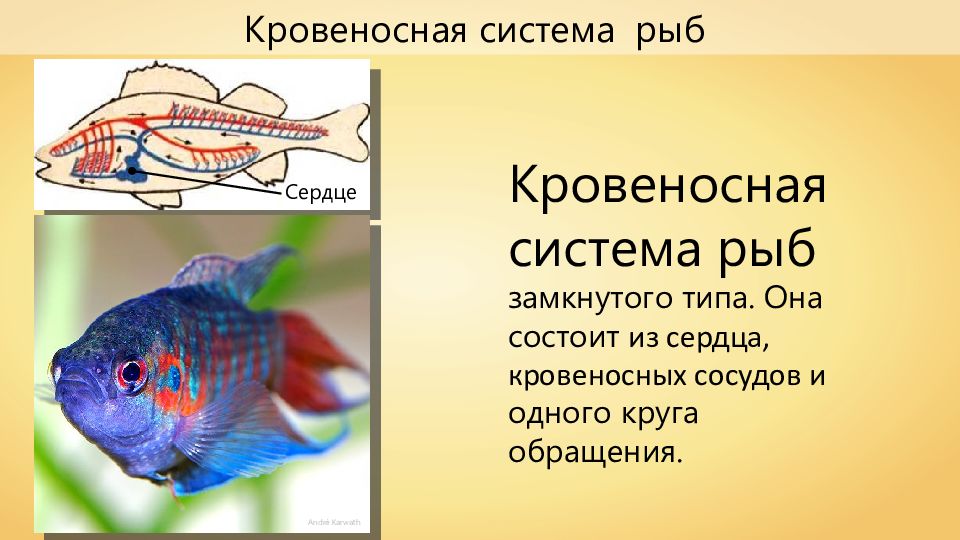 Видеоурок классы рыб. Класс рыбы общая характеристика. Характеристика класса рыб. Особенности рыб. Кровеносная система рыб.