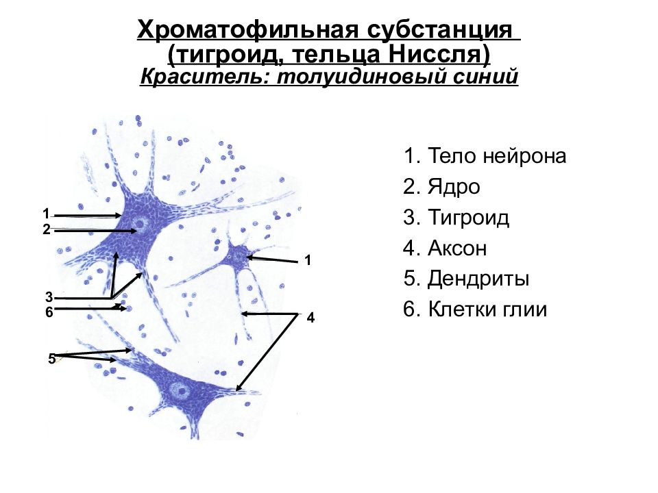 Вещество нервной ткани. Строение нейрона тельца Ниссля. Тигроид в нервных клетках спинного мозга. Субстанция Ниссля Тигроид ув 600. Глыбки Ниссля Тигроид в нервных клетках.