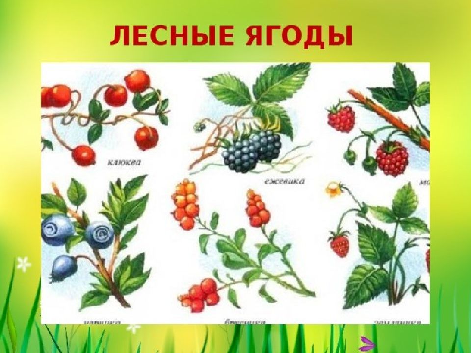 Какие ягоды растут в саду. Лесные ягоды названия. Лесные ягоды для дошкольников. Ягоды картинки для детей. Съедобные ягоды для детей.