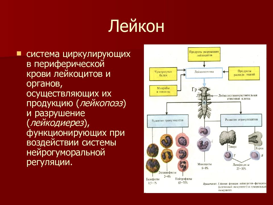 Патология крови презентация