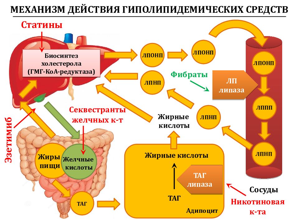 Презентация гиполипидемические средства