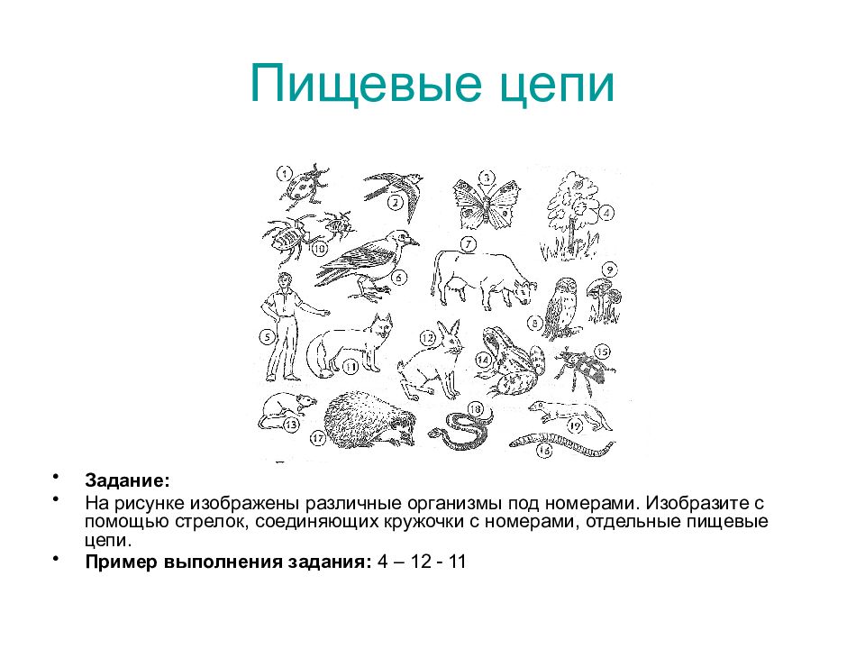 На рисунке изображен под номером. Пищевая цепочка задание. Цепи питания задания. Задача на пищевую цепочку. Пищевые Цепочки задания для дошкольников.