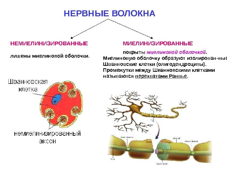 Проводящий рисунок образует. Оболочка миелинового нервного волокна образована. Какие клетки образуют оболочки нервных волокон. Миелиновая нервная волокон классификация. Оболочку нервного волокна образуют.