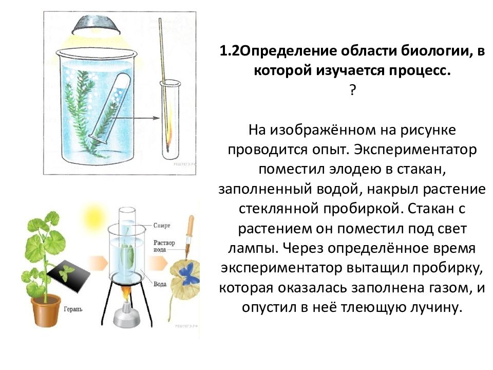 В изображенном на рисунке опыте экспериментатор разместил источник света над водой с живыми амебами