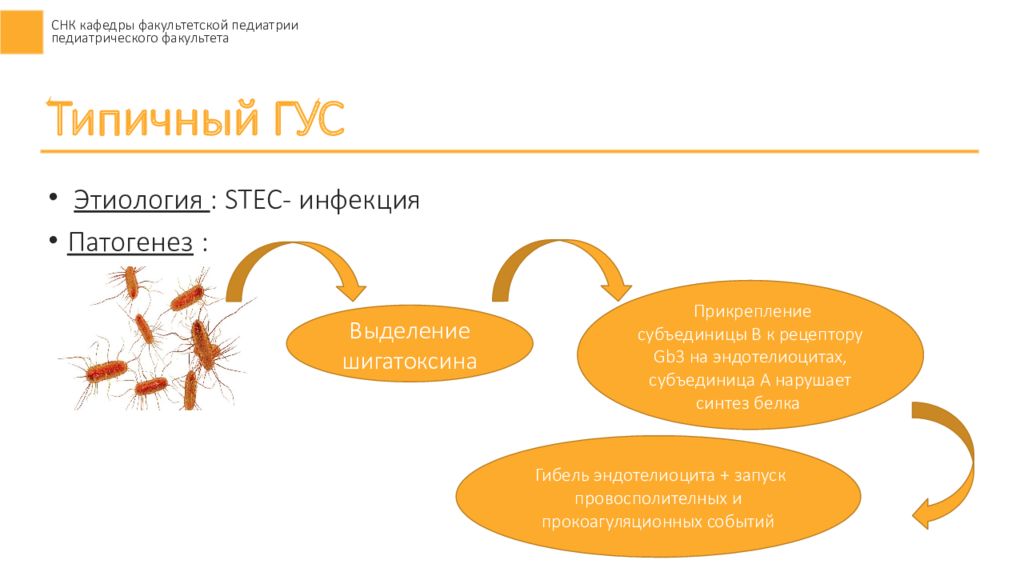 Гемолитико уремический синдром у детей презентация