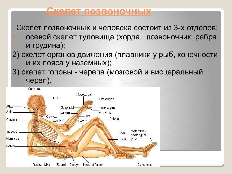Внутренний скелет состоит из. Осевой скелет позвоночных. Осевой скелет позвоночник. Скелеты позвоночных человек. Осевой скелет человека состоит из.
