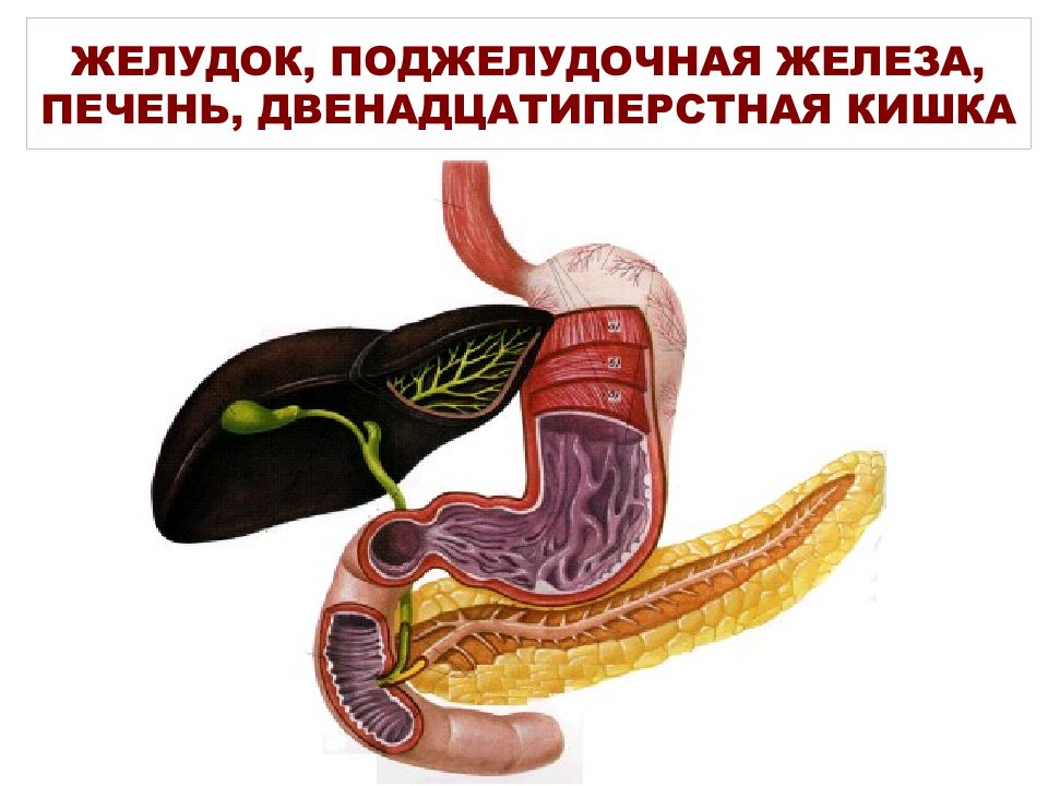 Луковица 12 перстной кишки где находится рисунок